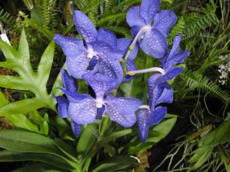 Blue orchid in Hilo